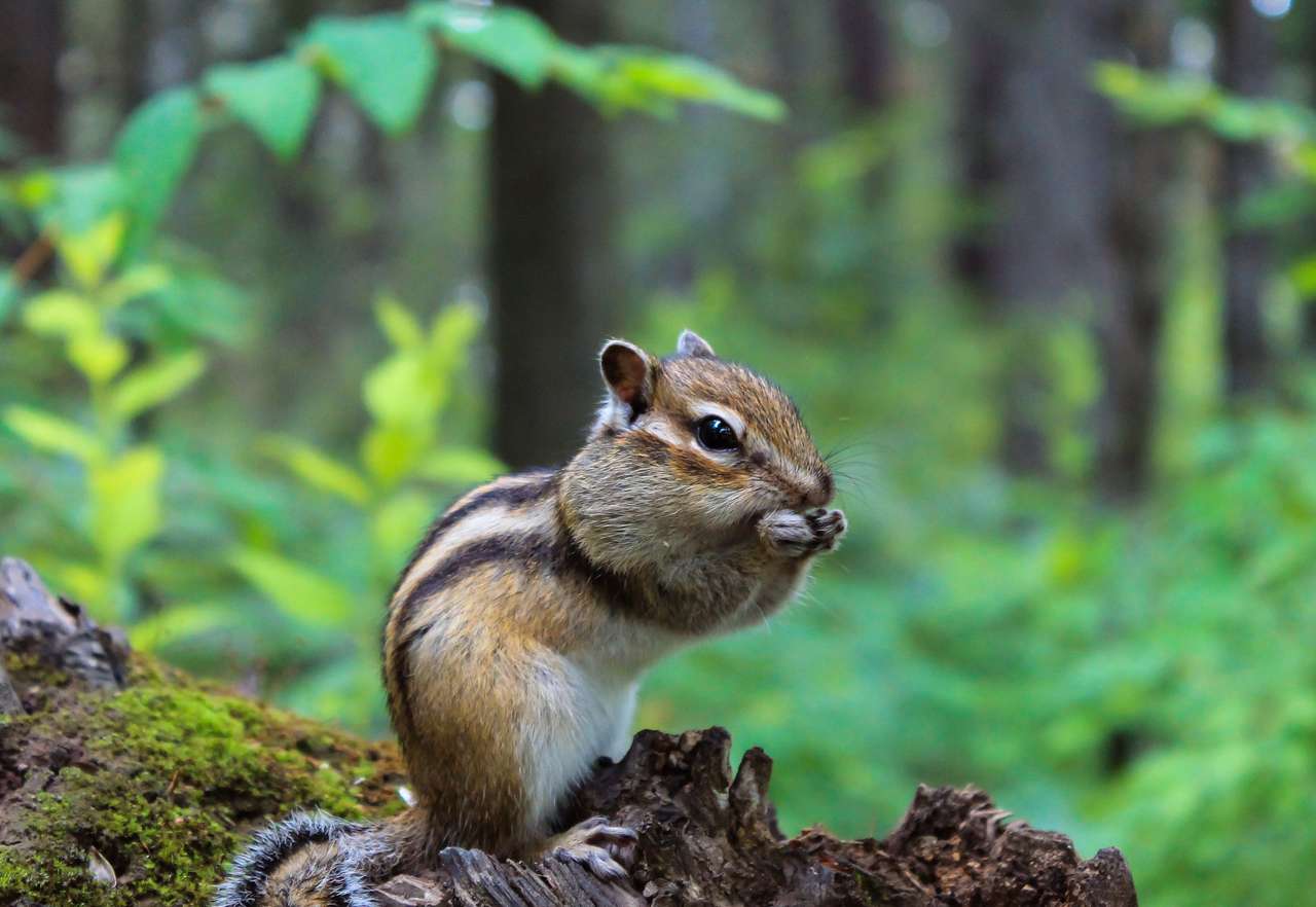 Kis mókus puzzle online fotóról