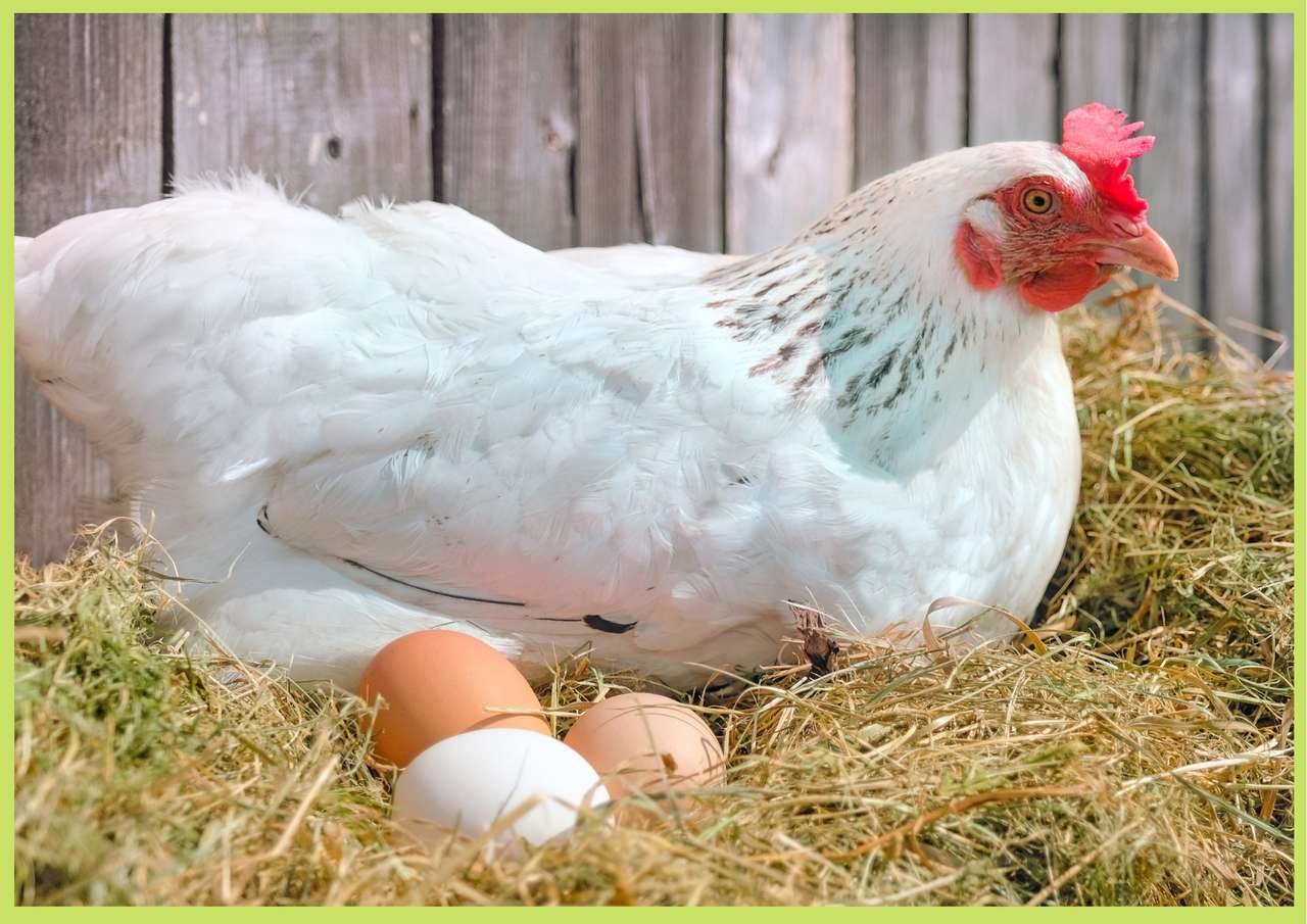 polla y huevo puzzle online a partir de foto