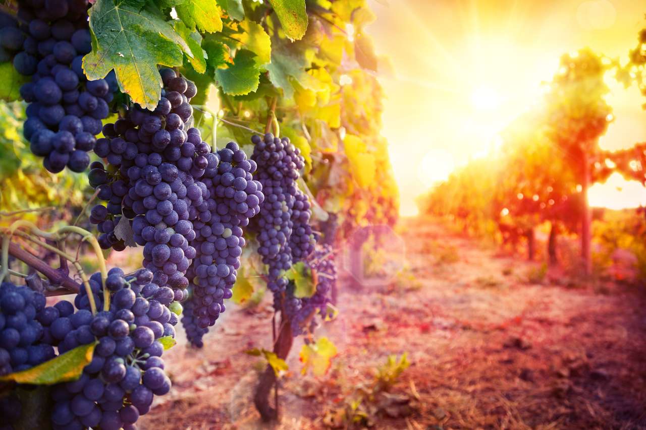 Vineyard at sunset puzzle online from photo