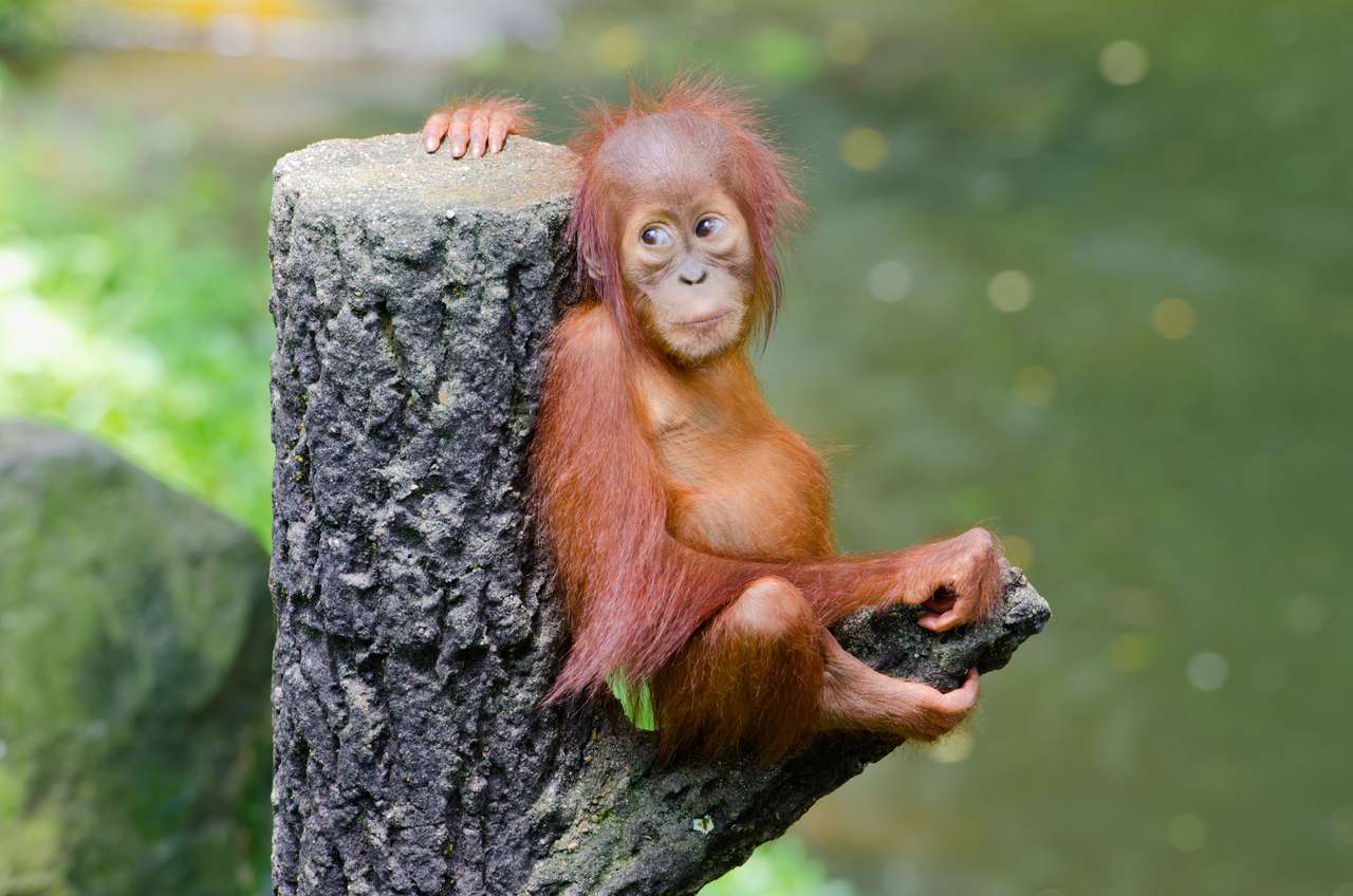 Orangotango pequeno puzzle online a partir de fotografia
