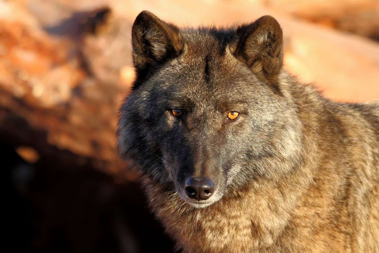 Λύκος στον ήλιο παζλ online από φωτογραφία