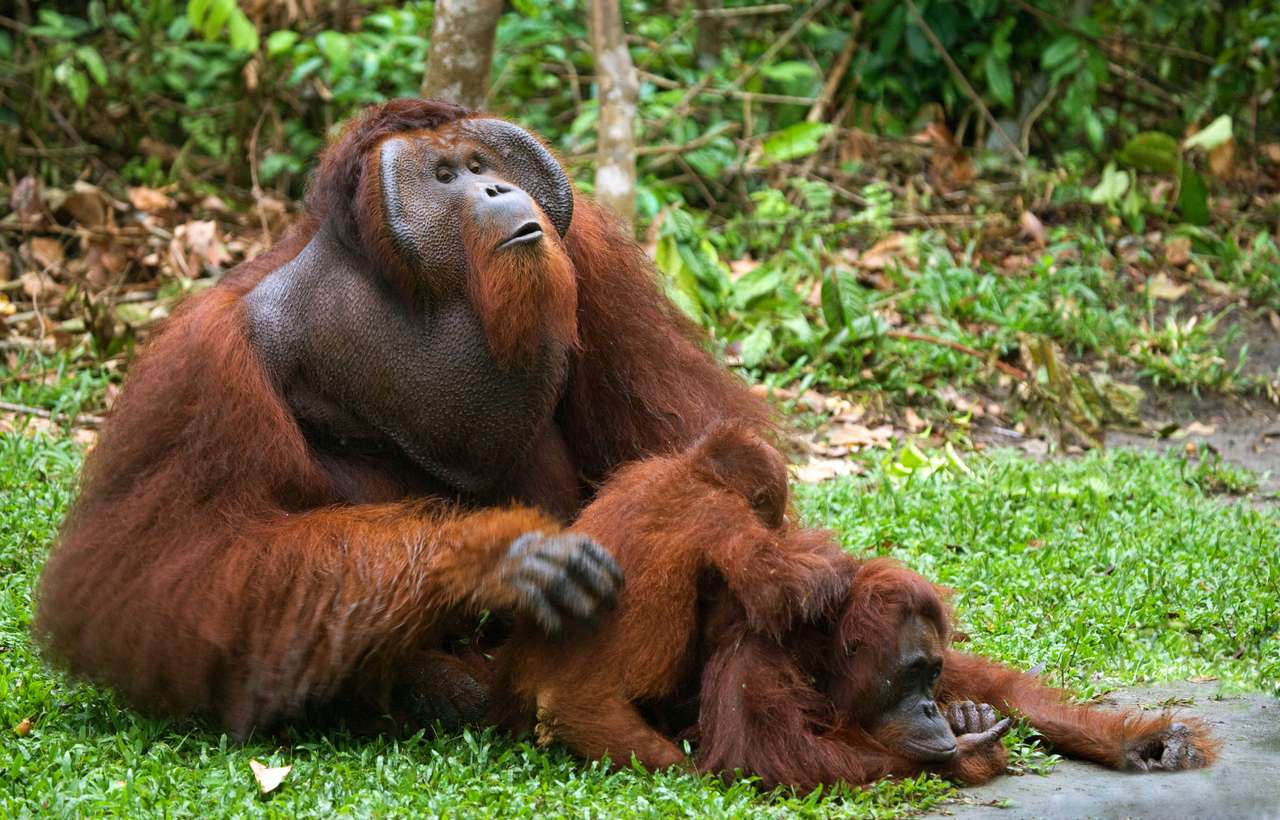 Orangutany Pussel online