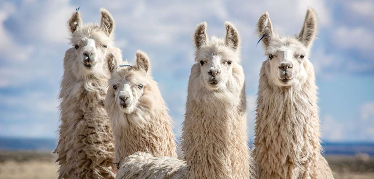 Les lamas sont mignons! puzzle en ligne à partir d'une photo