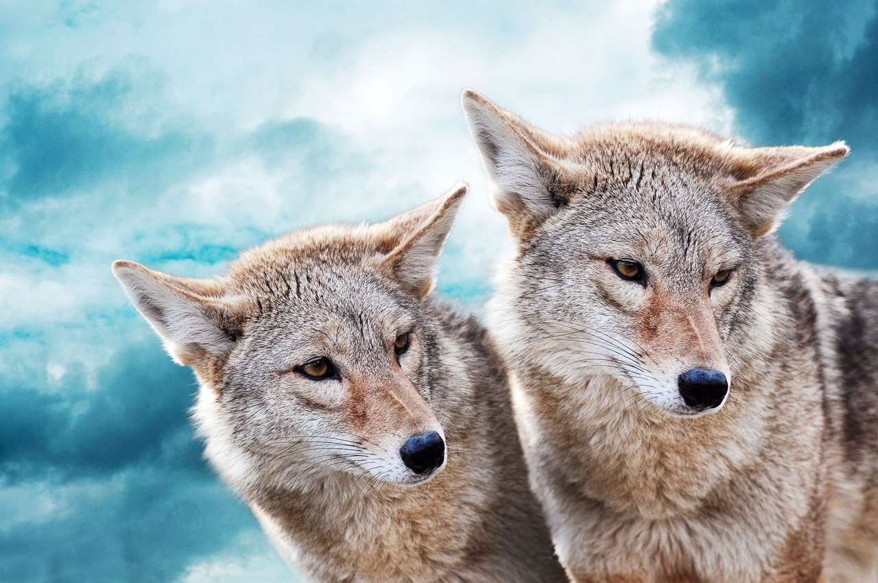 Deux loups blancs puzzle en ligne à partir d'une photo