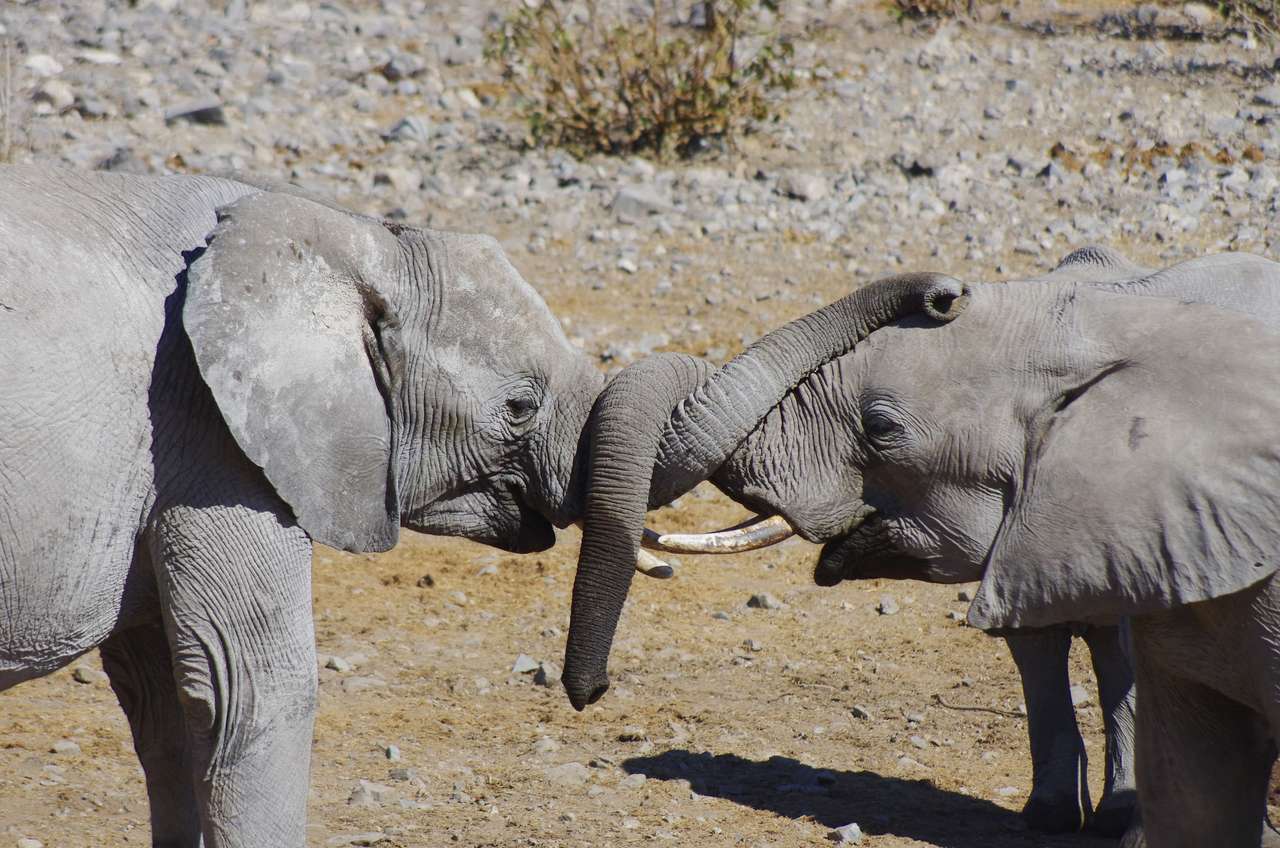 Elephants roll the trumpets puzzle online from photo
