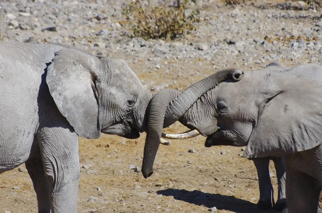 Los elefantes rodan las trompetas - ePuzzle foto puzzle