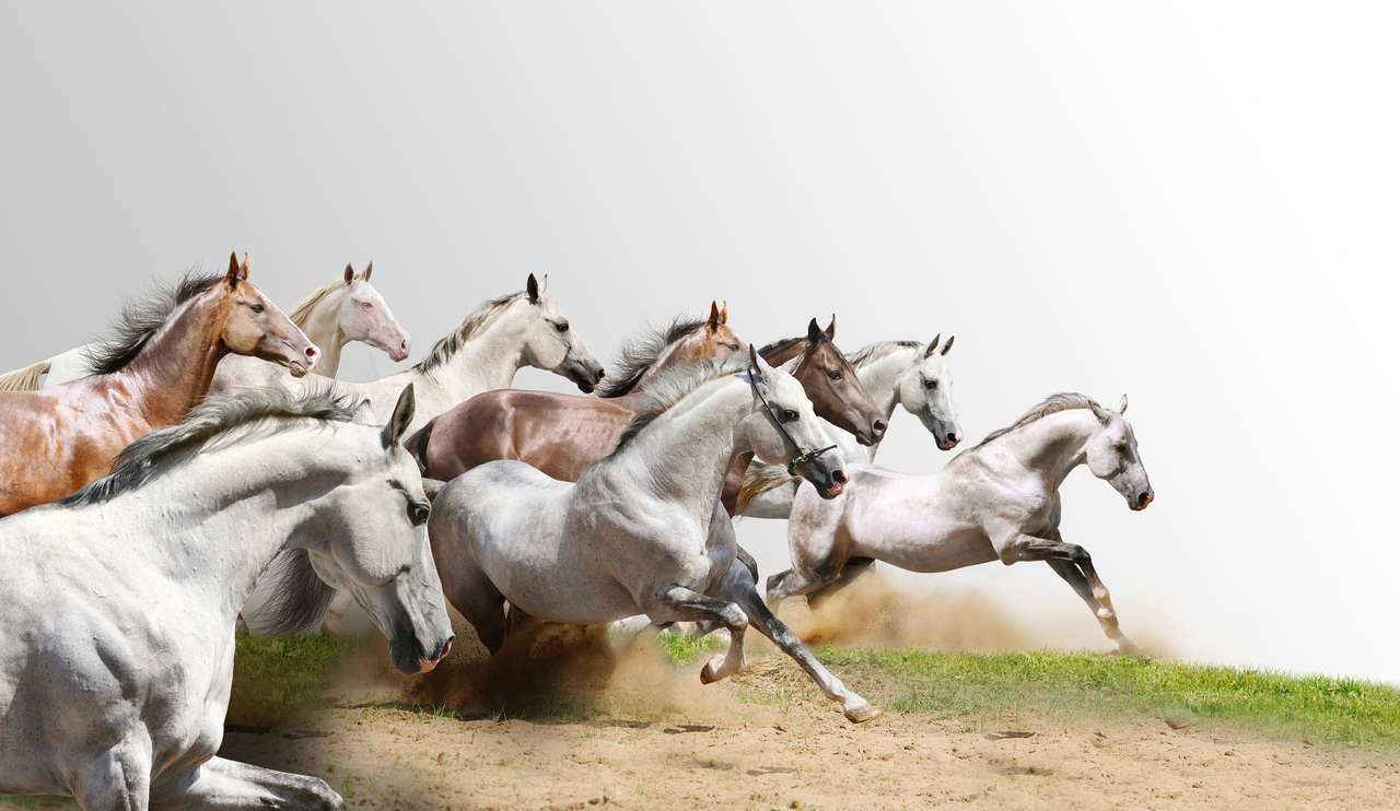 Horses in gallop online puzzle
