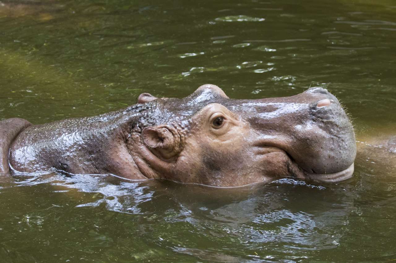 Hipopótamo en agua rompecabezas en línea