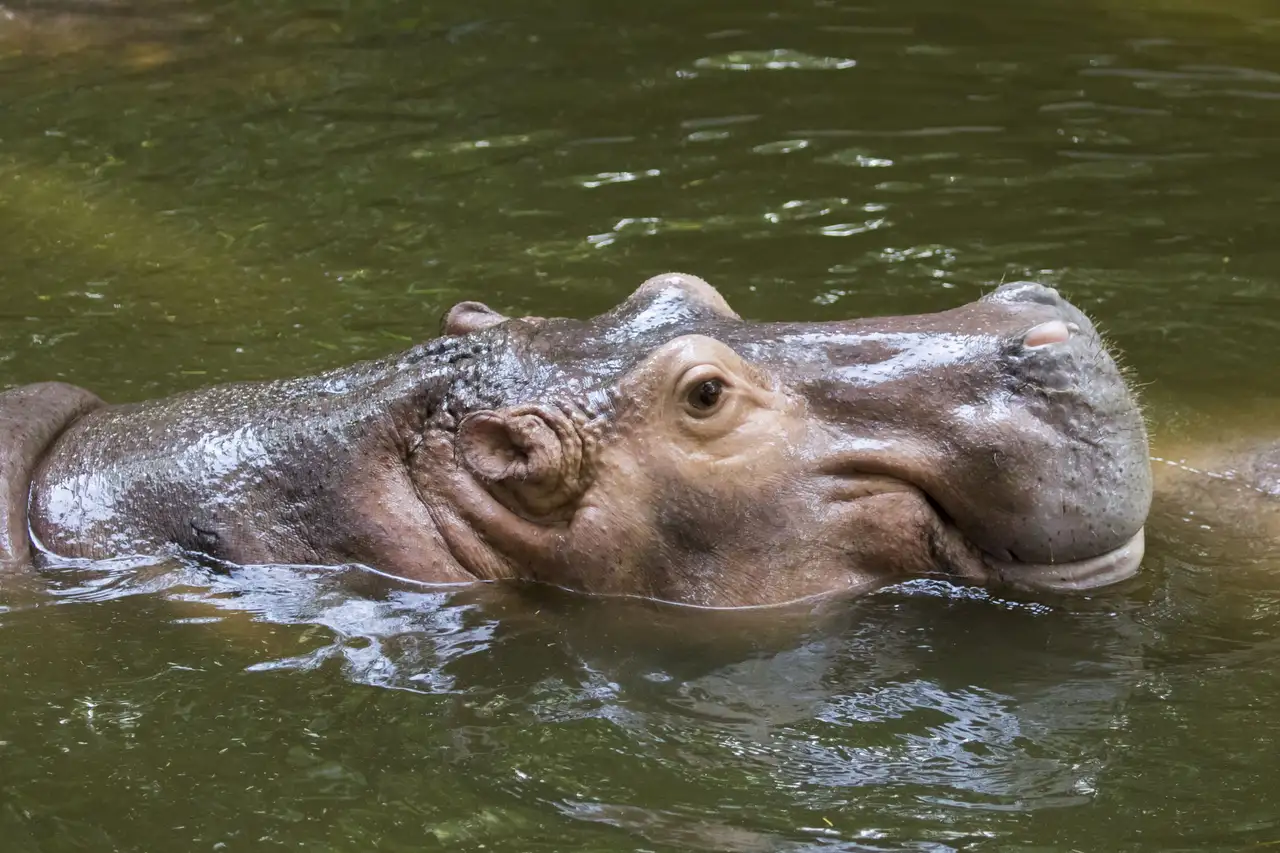 Бегемот в воде - ePuzzle фотоголоволомка