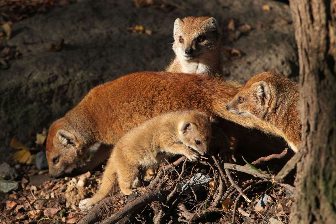 Mongoose with kids puzzle from photo