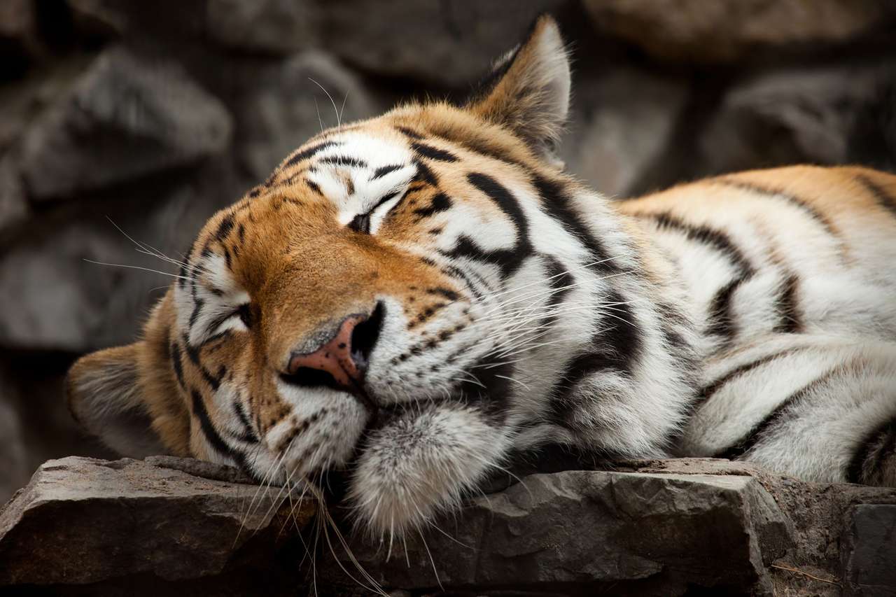 Тигр спить скласти пазл онлайн з фото