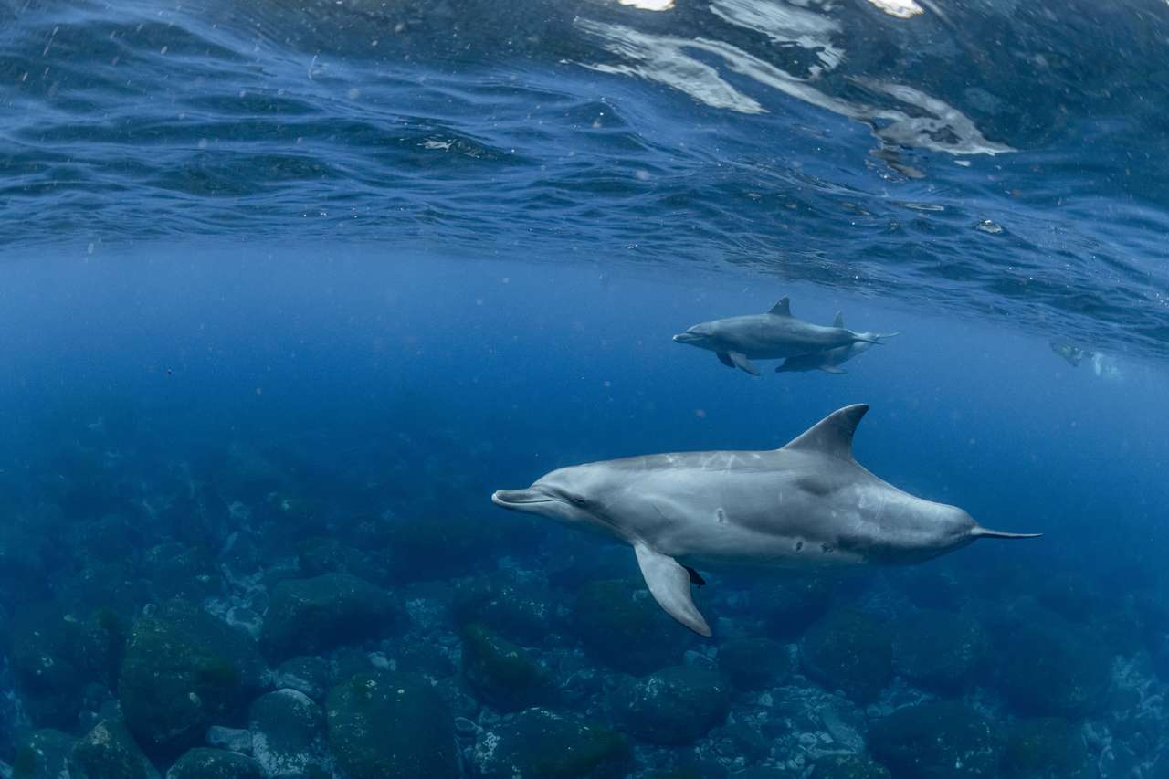 Golfinhos em Tóquio puzzle online