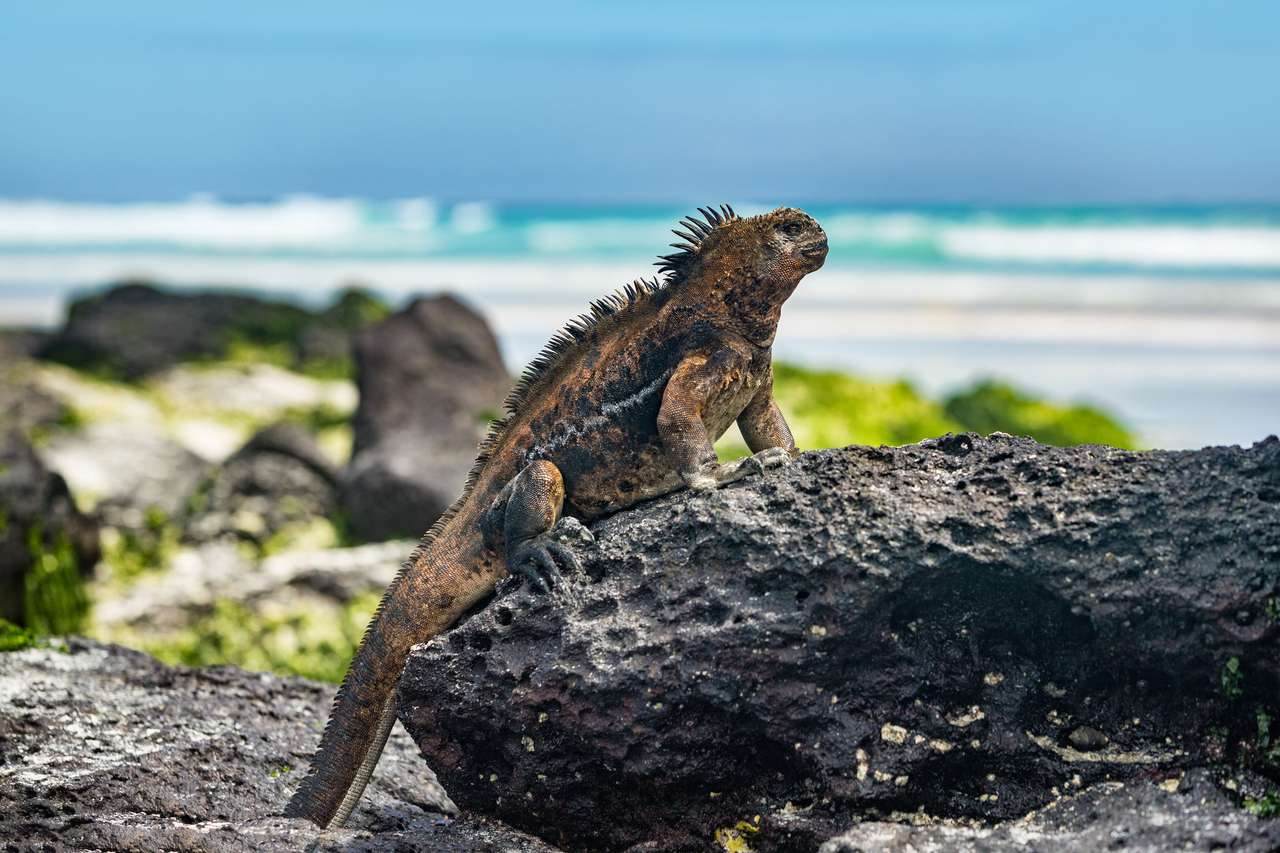 Iguana on Galapagos puzzle online from photo