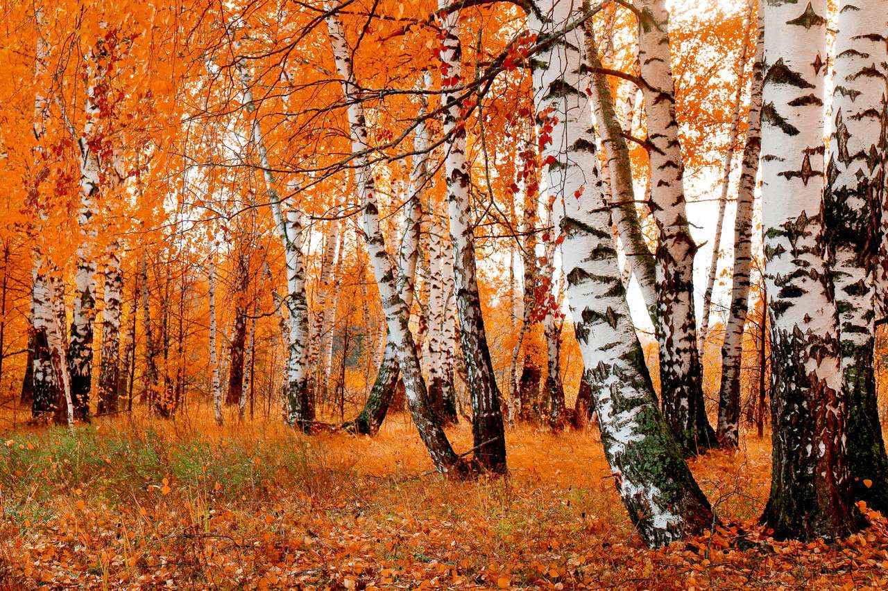 Birches in autumn puzzle online from photo
