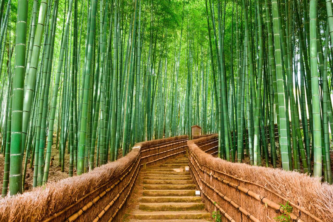 Bambus Las. Online-Puzzle vom Foto