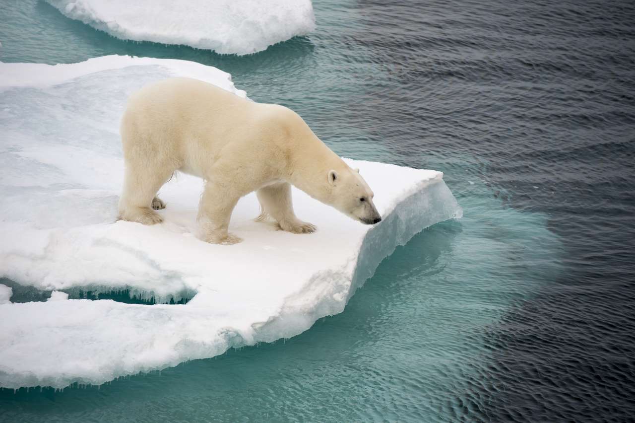 полярний ведмідь головоломка
