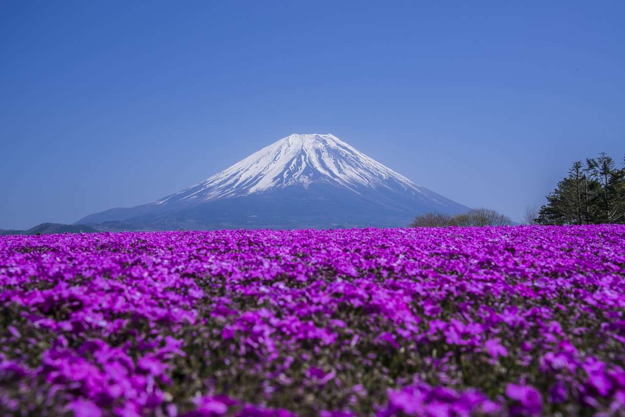 Phlox Wide and Mount Fuji puzzle online from photo