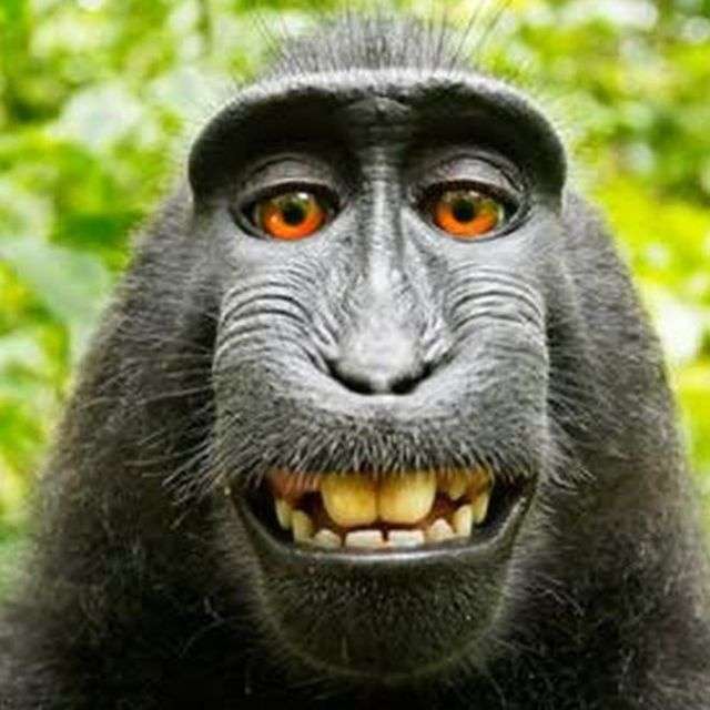 Juridisk Gorilla Dahora pussel online från foto