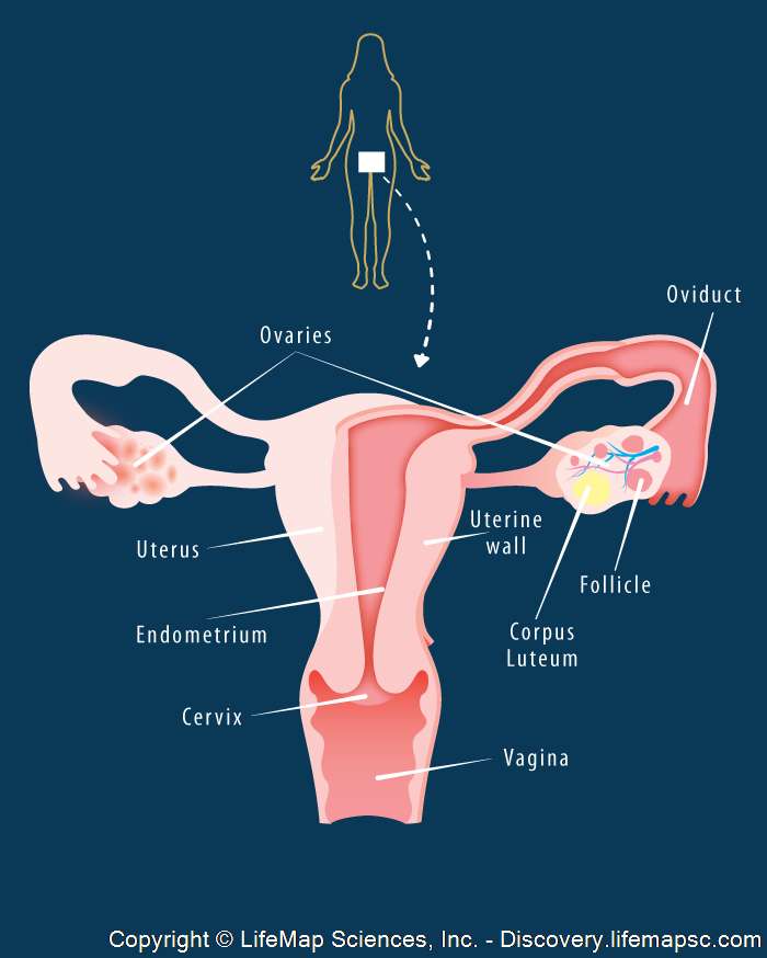 female reproductive system puzzle online from photo