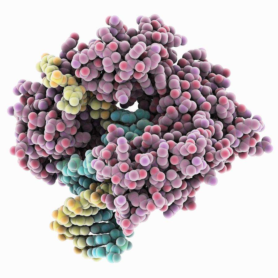 ADN polimerases. puzzle online din fotografie