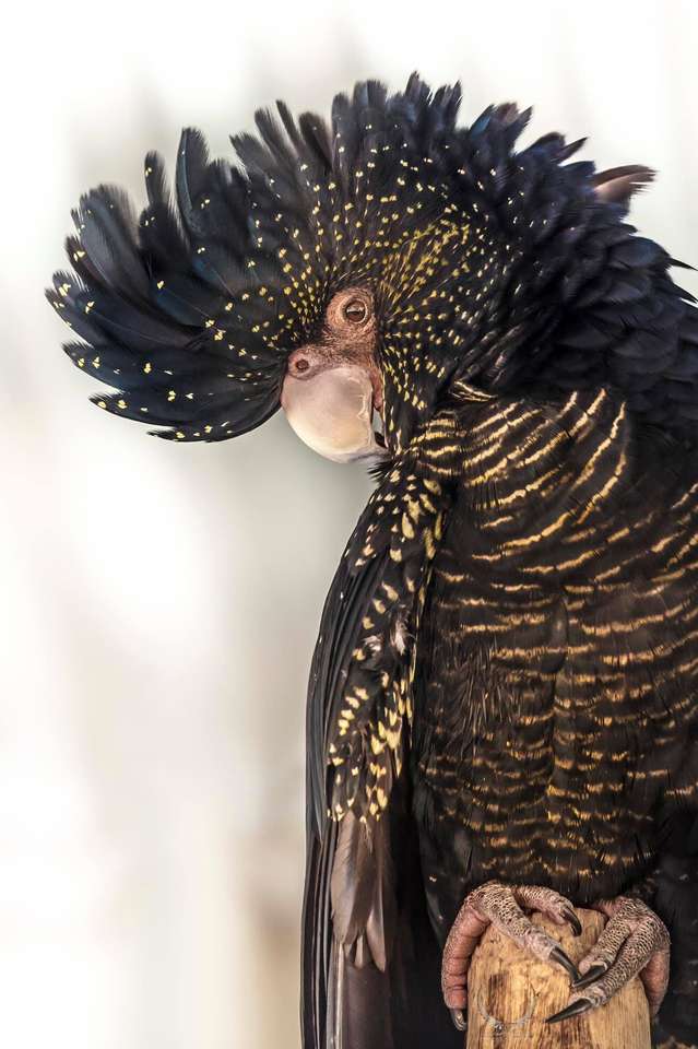 Μαύρο Cockatoo παζλ online από φωτογραφία