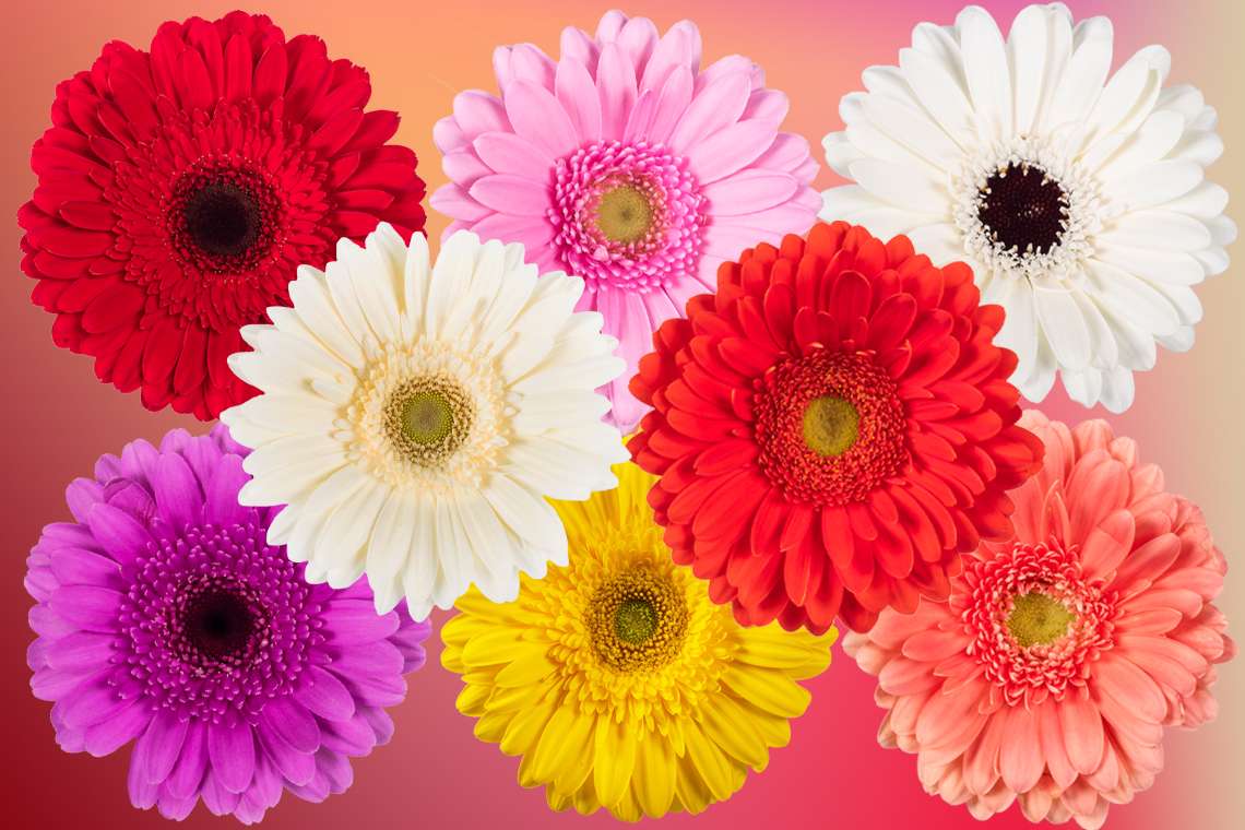 summer flowers puzzle online from photo