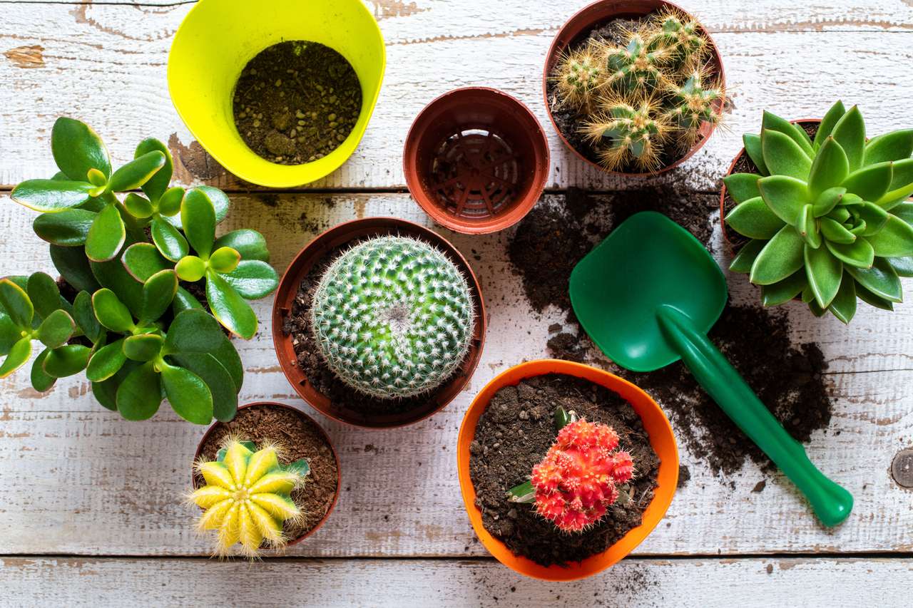 Kaktus pflanzen Online-Puzzle vom Foto