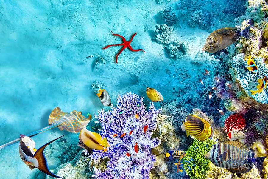 La gran Barrera de Coral puzzle online a partir de foto