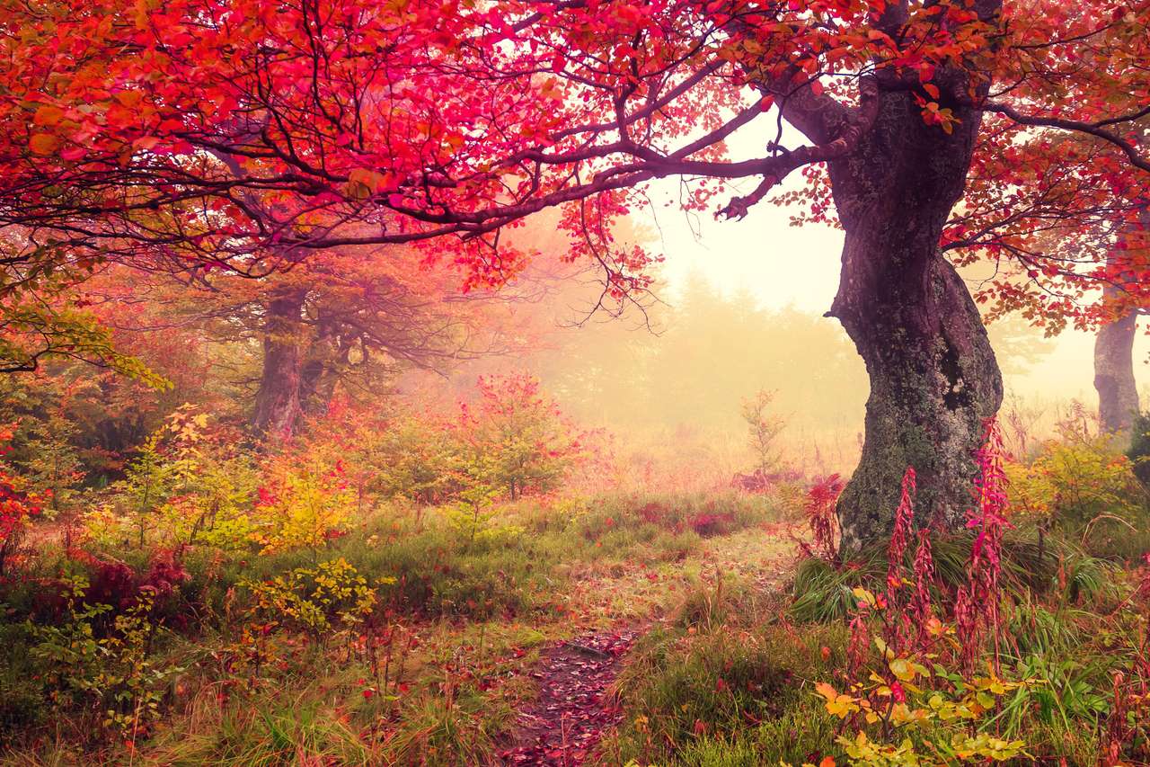 Podzimní stromy puzzle online z fotografie