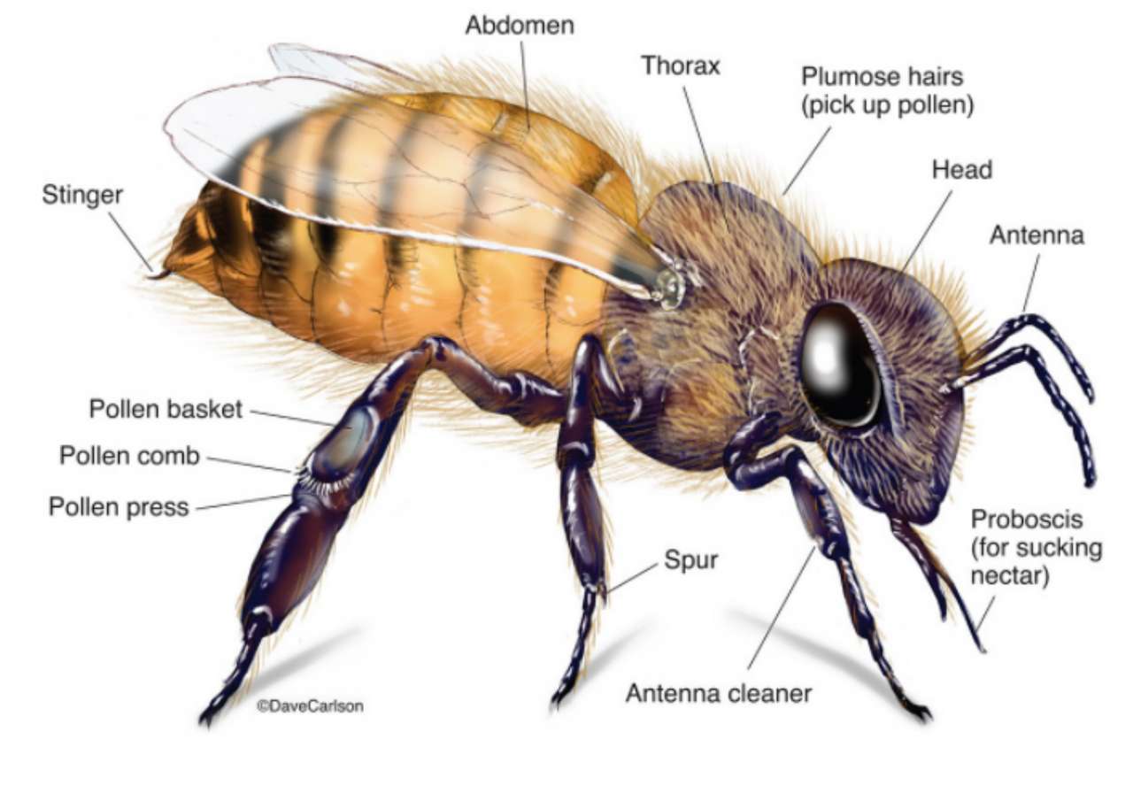Apicultor quebra-se como construir uma abelha puzzle online a partir de fotografia