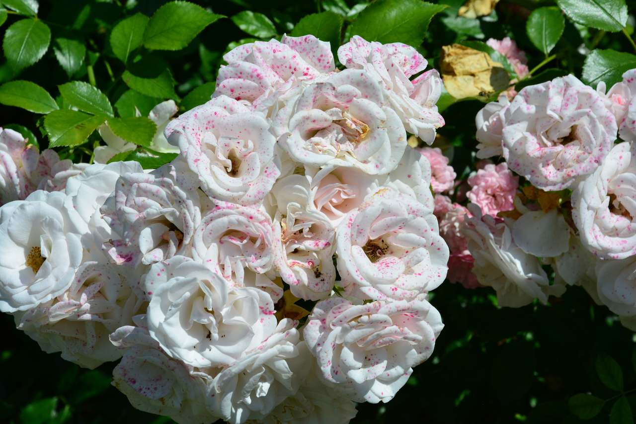 Пудровые розы пазл онлайн из фото