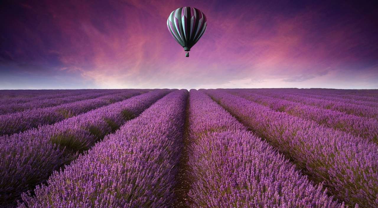 Lavender field puzzle online from photo
