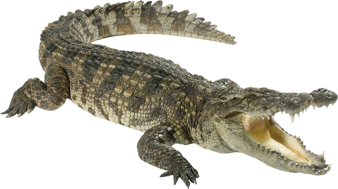 Hallo alligator puzzel online puzzel
