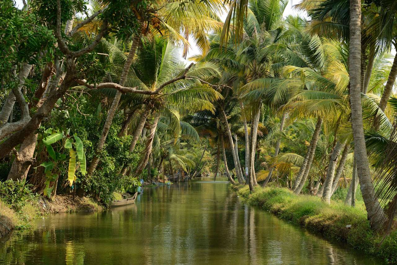 Flod och palm Pussel online