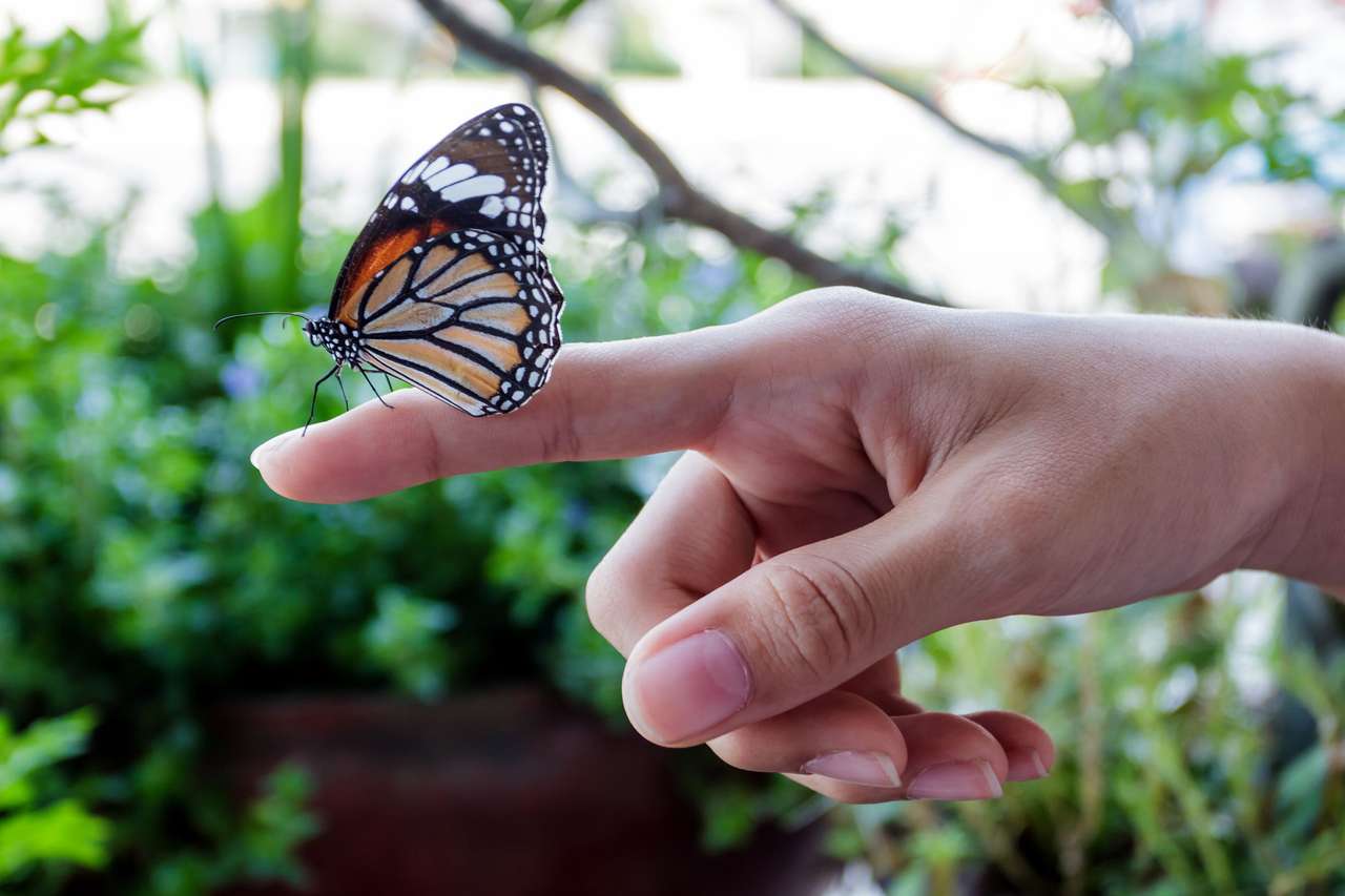 Schmetterling an der Hand. Online-Puzzle vom Foto
