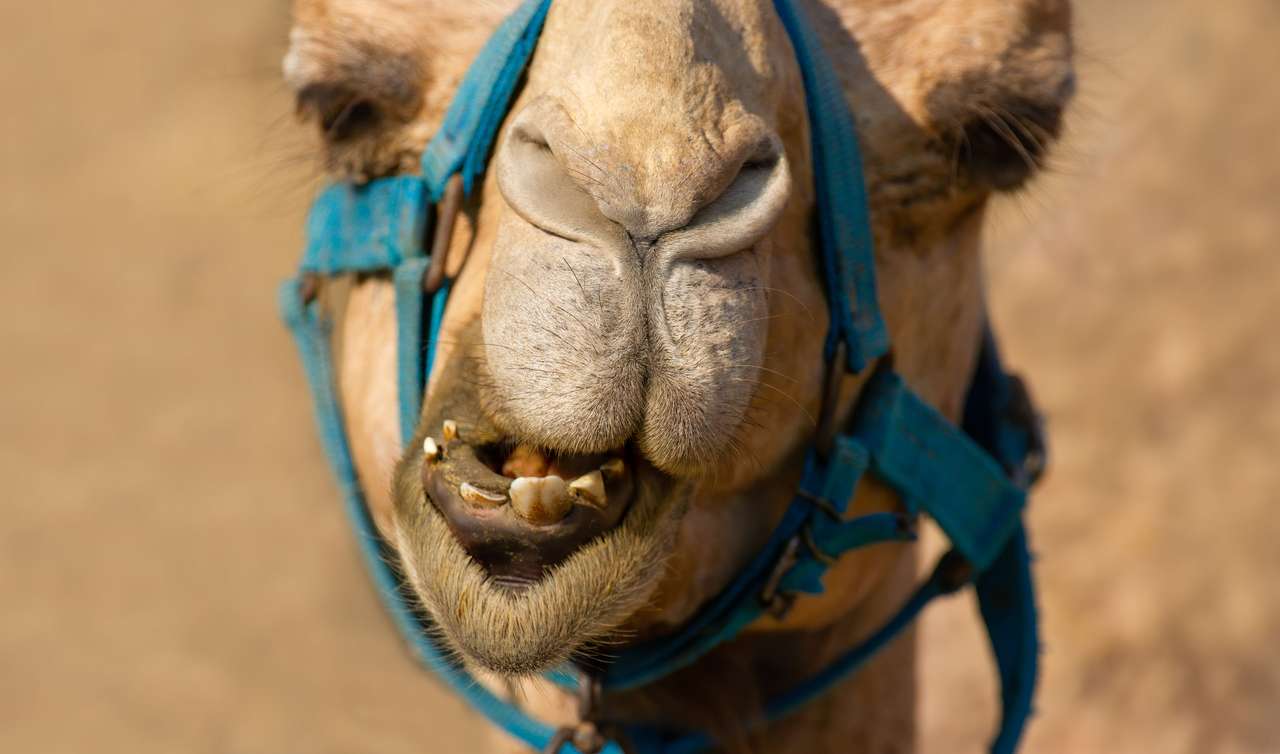 Верблюжье лицо пазл онлайн из фото