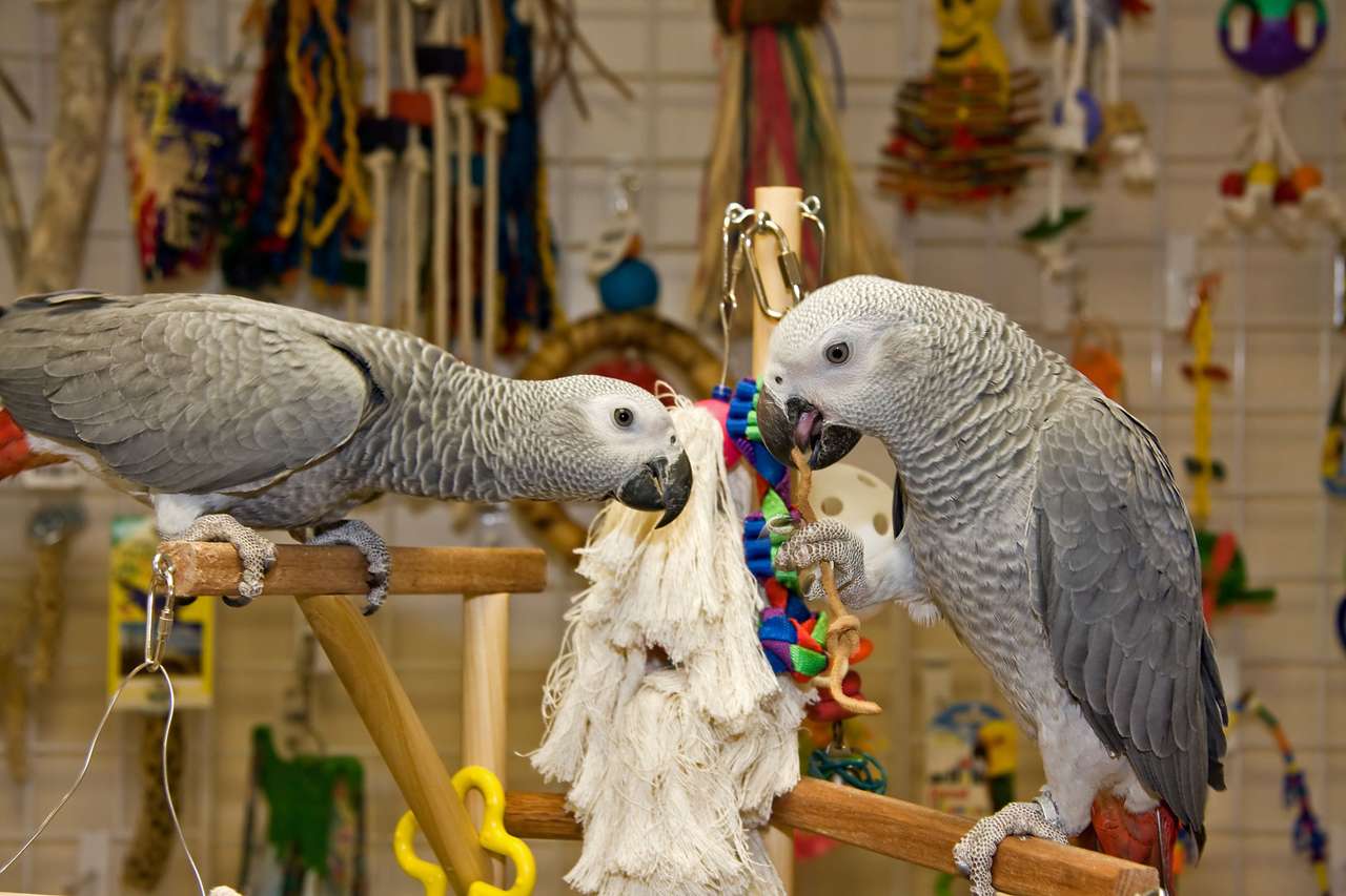 Afrikaanse papegaaien online puzzel