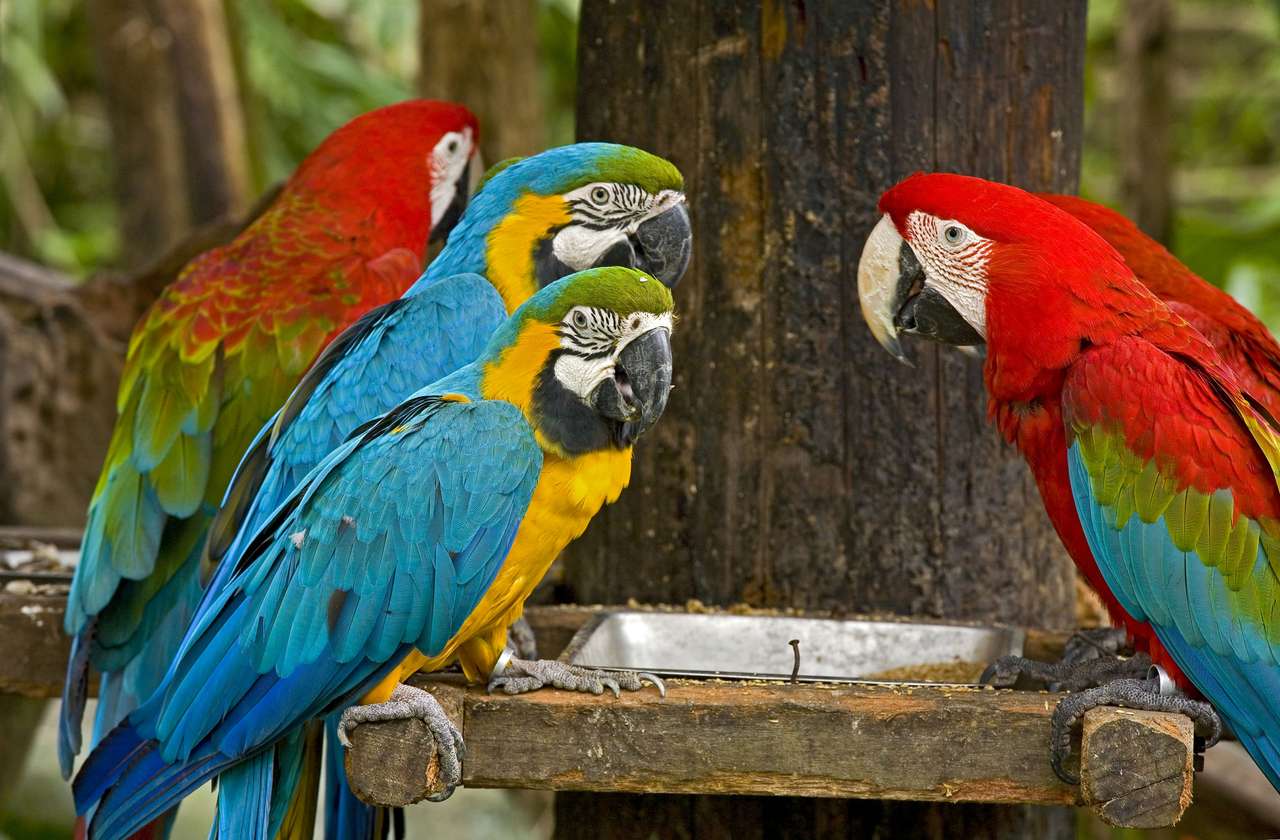 Colorful parrots puzzle online from photo
