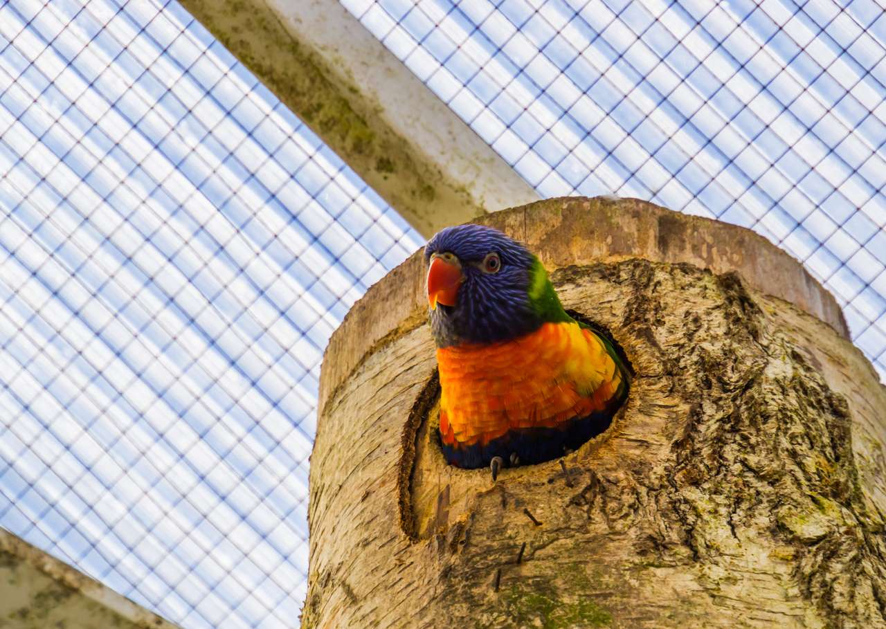 Pták v dírách puzzle online z fotografie