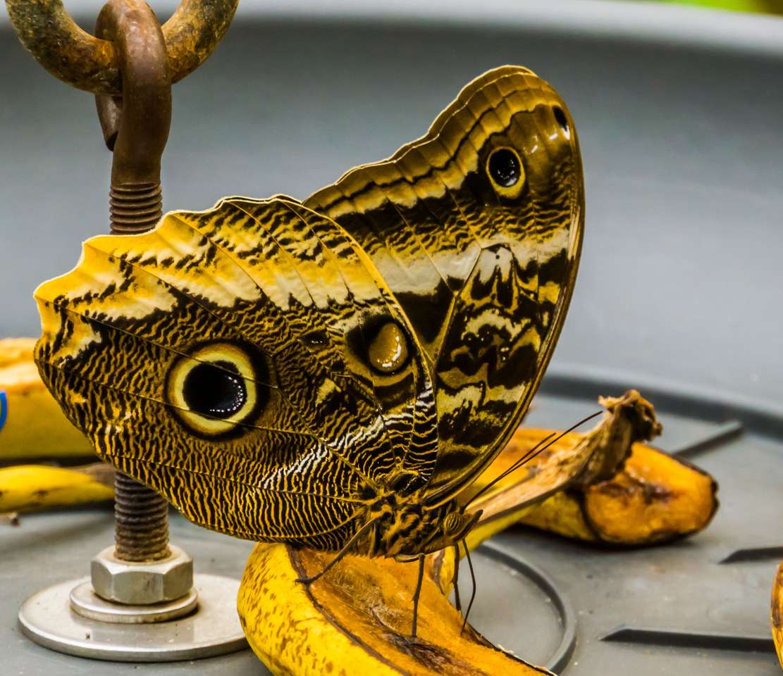 Butterfly on banana online puzzle
