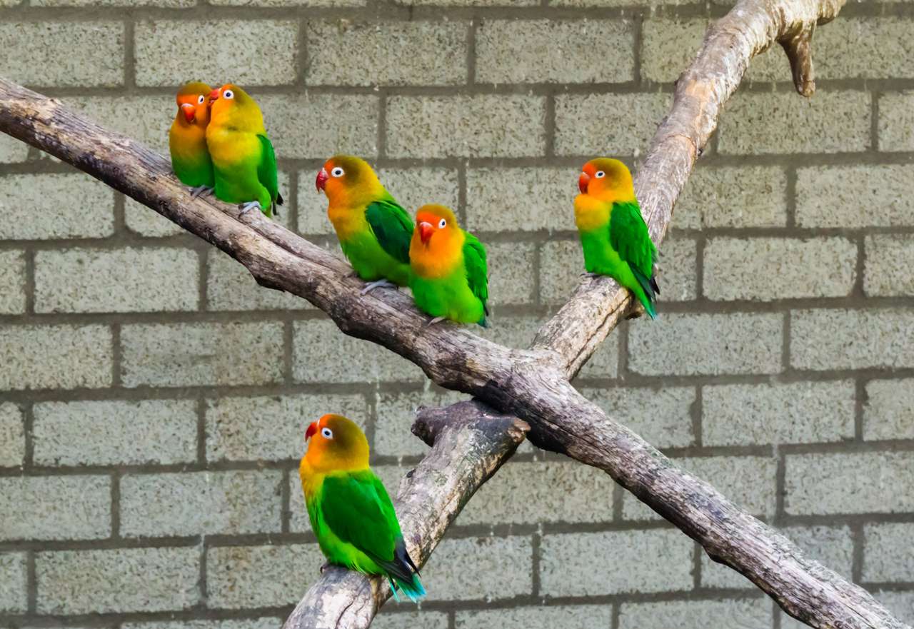 Az insks papagájok online puzzle