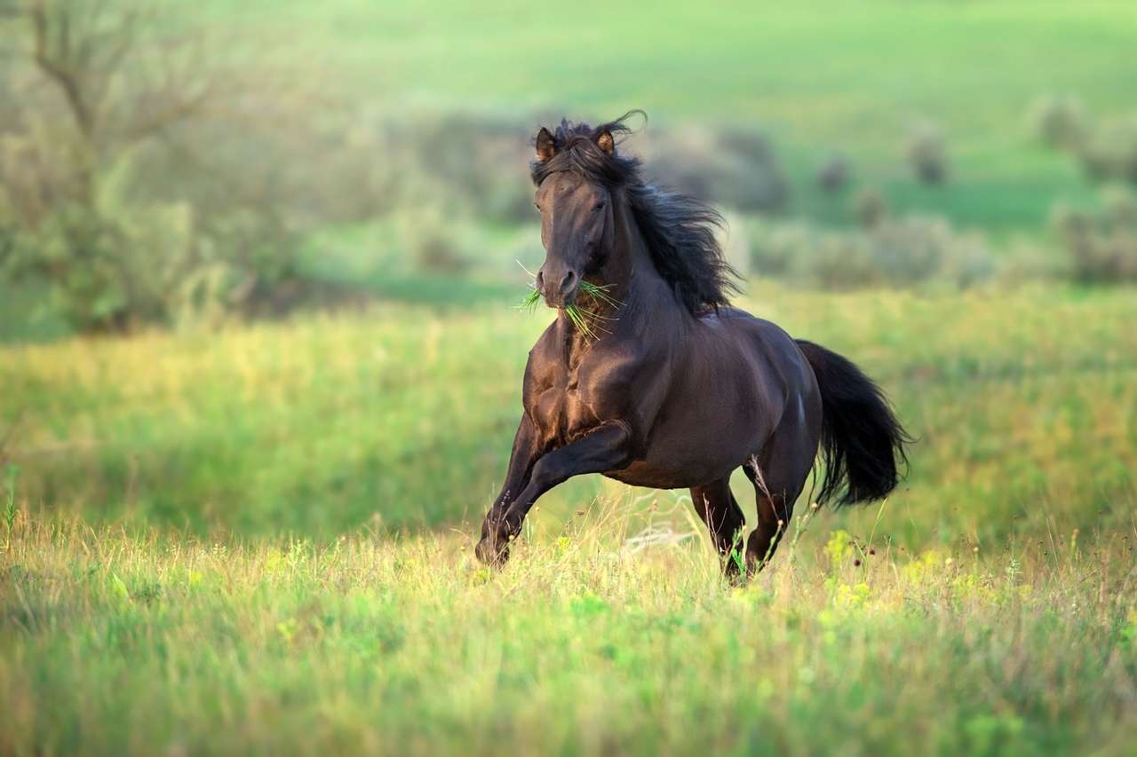 Лошадь в траве пазл онлайн из фото