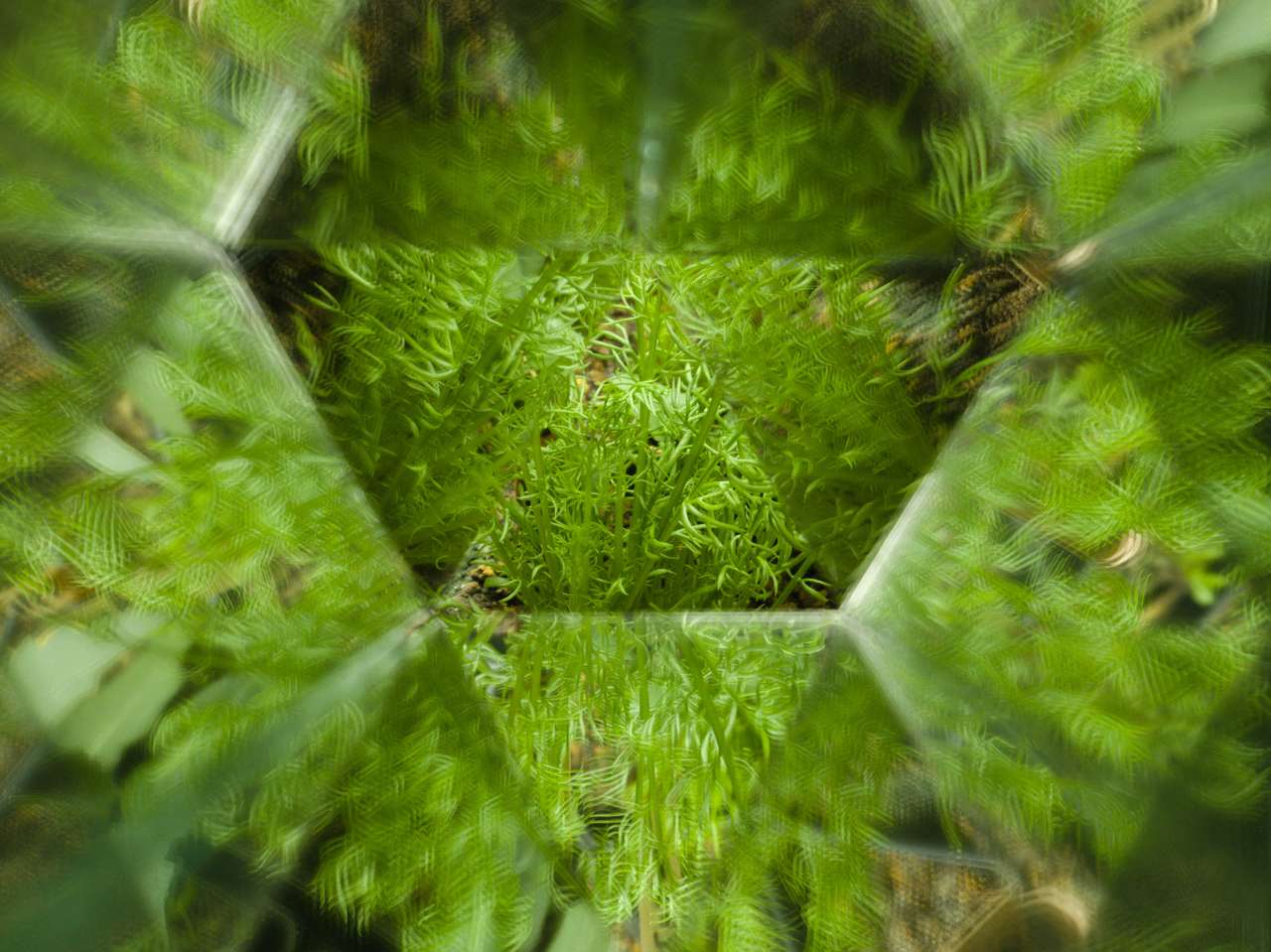 Kaléidoscope de camomille puzzle en ligne à partir d'une photo
