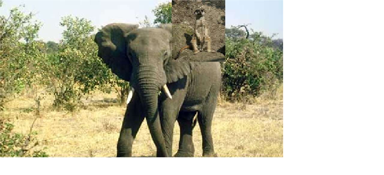 象のミーアキャット 写真からオンラインパズル