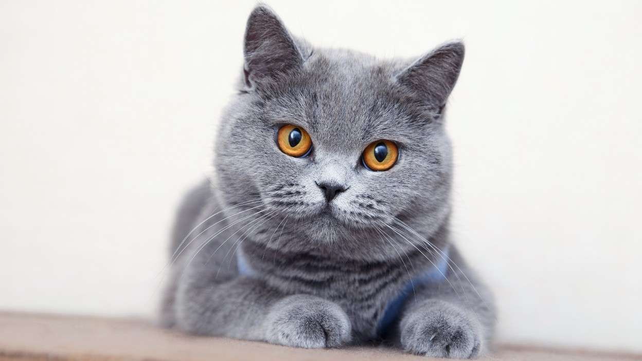 котенок-мародер пазл онлайн из фото