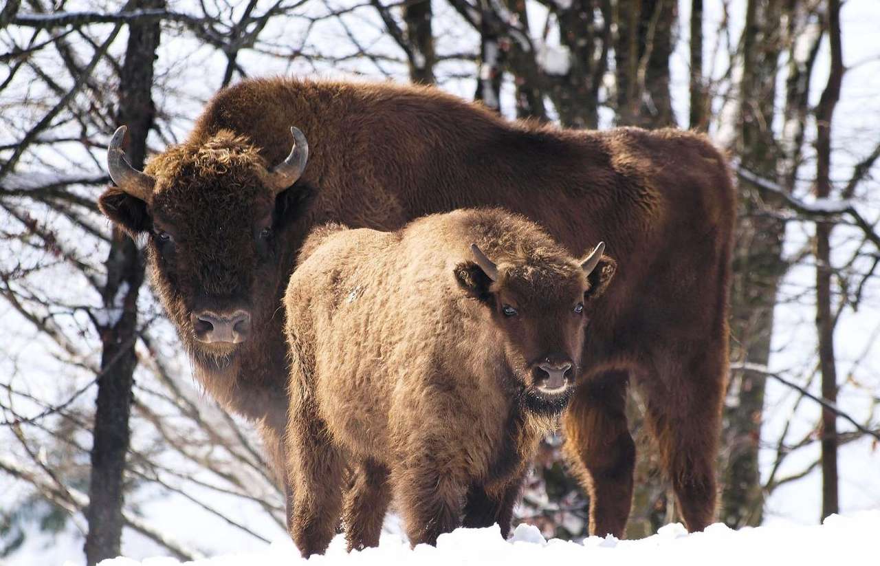 Rompecabezas bisonte rompecabezas en línea