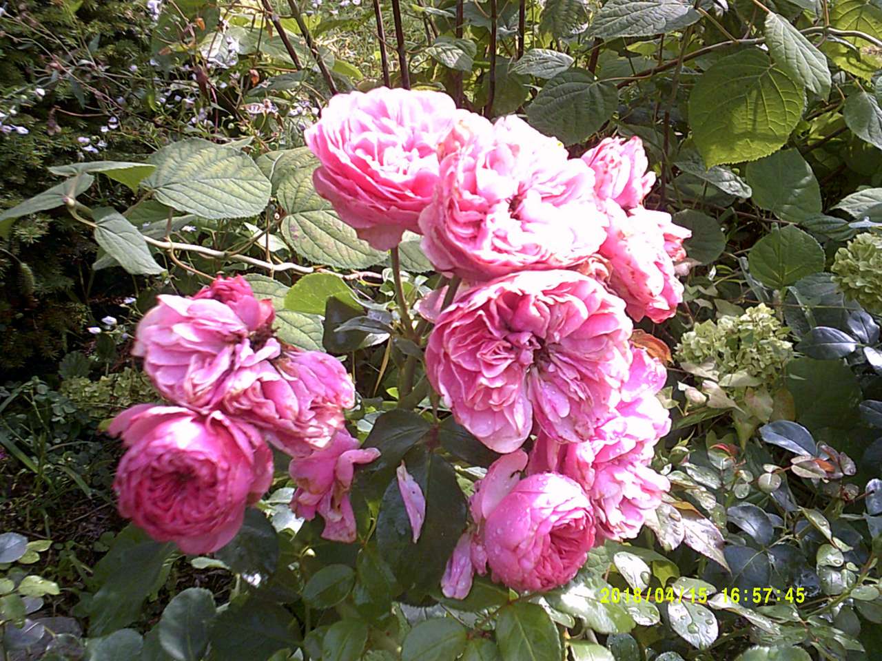 flori roz puzzle online