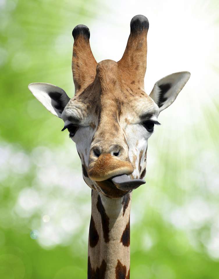 Girafa da floresta. онлайн пъзел