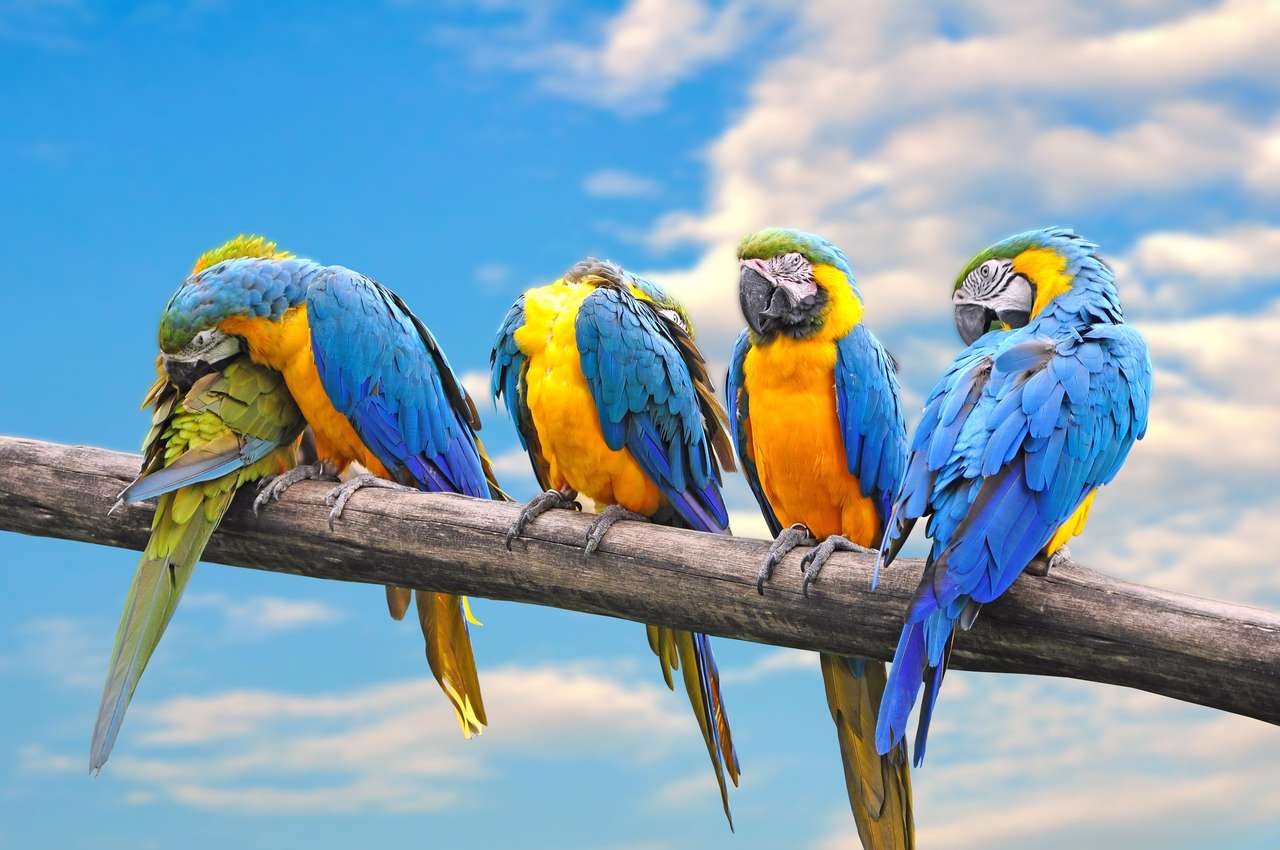 Papegojor på en gren pussel online från foto