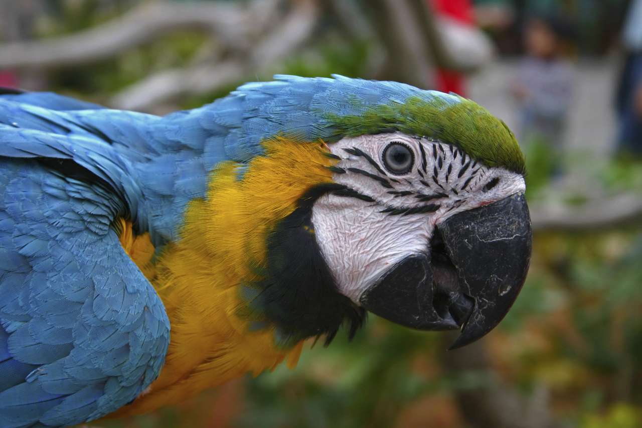 Цветен папагал онлайн пъзел от снимка